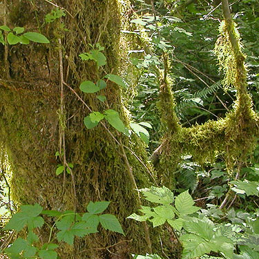 abundant moss on maple trees, Index-Galena Road washout area near Index, Washington