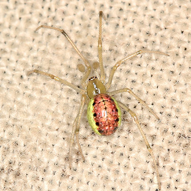 invasive theridiid spider Enoplognatha ovata photographed on Puyallup Riverwalk Trail, Pierce County, Washington