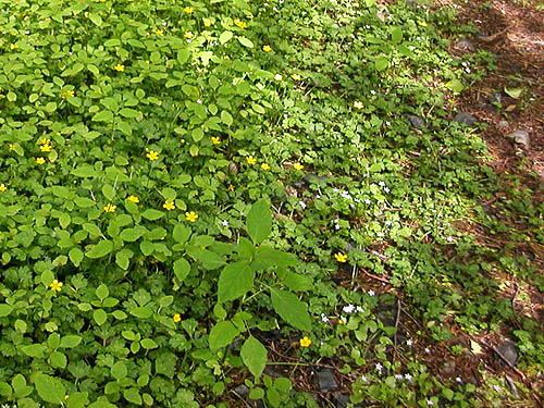 trailside flowering herbs, Sunset Mine trail, Index-Galena Road washout area near Index, Washington