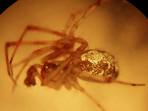 cobweb weaver spider Theridion varians Theridiidae, Index-Galena Road washout area, NE of Index, Washington