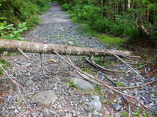 windfall log across Sunset Mine trail, Index-Galena Road washout area near Index, Washington