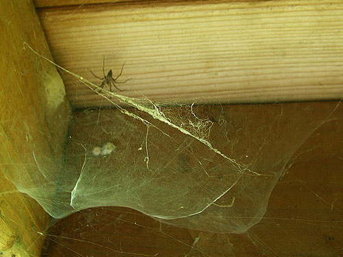 Calymmaria emertoni spider and web in picnic shelter, Nick's Lagoon Park near Seabeck, Washington