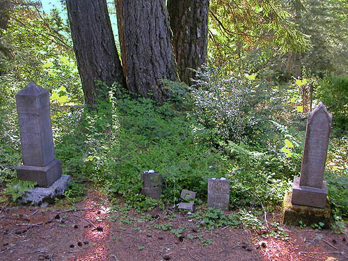 3 mature Douglas-fir trees in Seabeck Cemetery, Seabeck, Washington