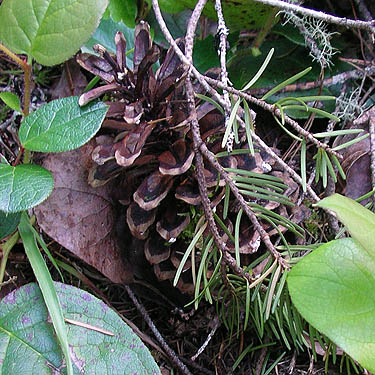 pine cone buried in salal, Seabeck Cemetery, Seabeck, Washington