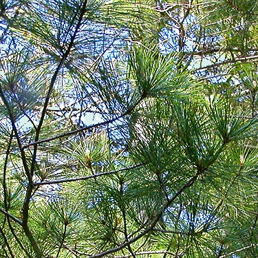 foliage of western white pine Pinus monticola in Seabeck Cemetery, Seabeck, Washington