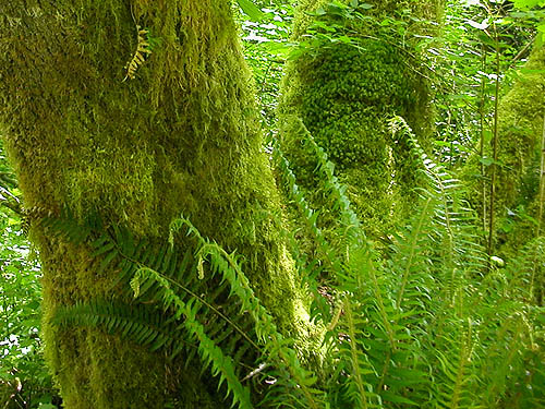 lush moss on maple trunks, Nick's Lagoon Park near Seabeck, Washington