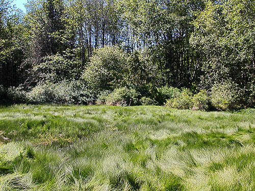 tidal marsh, Nick's Lagoon Park near Seabeck, Washington