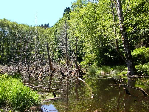 beaver pond flooding trail, Nick's Lagoon Park near Seabeck, Washington