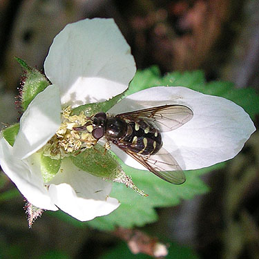 hover fly Syrphidae on flower, Nick's Lagoon park near Seabeck, Washington