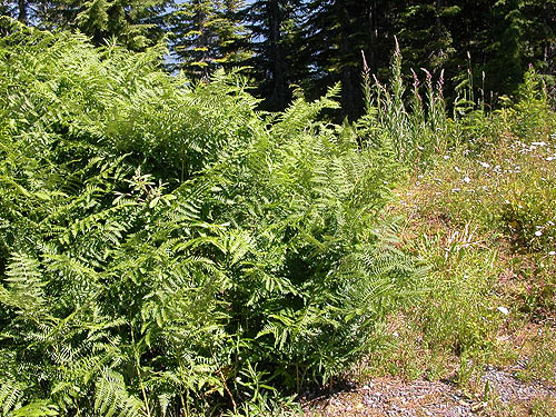 bracken and herbs in summit clearing, North Mountain, Skagit County, Washington (nr Darrington)