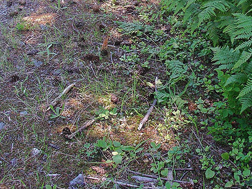 Douglas-fir cones on ground near summit, North Mountain, Skagit County, Washington (near Darrington)