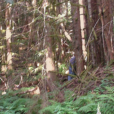 Rod Crawford collecting spiders from rotten wood, North Mountain, Skagit County, Washington (near Darrington)