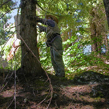 Laurel Ramseyer collects a spider, summit of North Mountain, Skagit County, Washington (near Darrington)