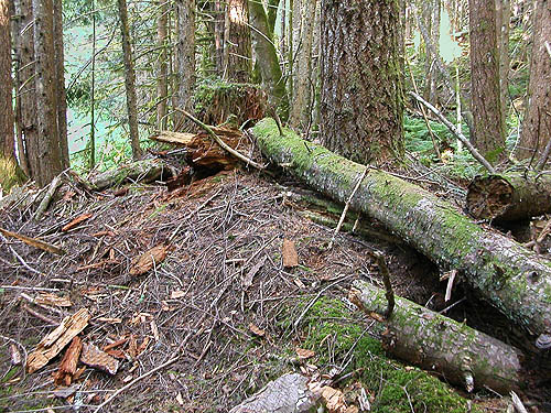 productive dead-wood habitat, west slope North Mountain, Skagit County, Washington (near Darrington)