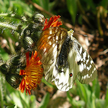 butterfly Parnassius clodius near summit, North Mountain, Skagit County, Washington (near Darrington)