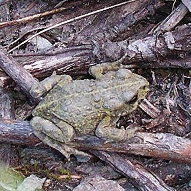juvenile western toad 
