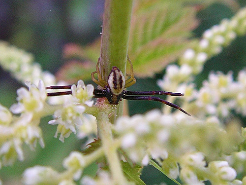 male flower crab spider Misumena vatia on goatsbeard, North Mountain, Skagit County, Washington (nr Darrington)