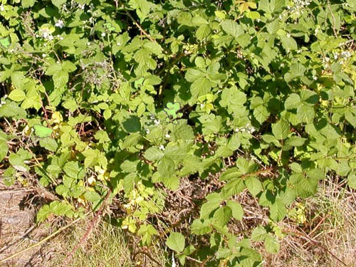Invasive Rubus armeniacus, Nooksack River Slater Road Bridge, Whatcom County, Washington