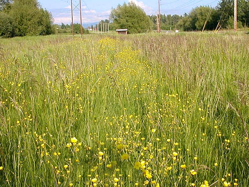 yellow flowers in riparian meadow, Nooksack River Slater Road Bridge, Whatcom County, Washington