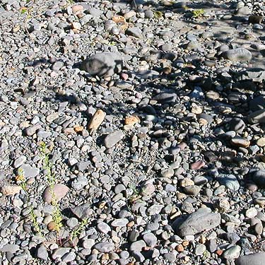 cobbles on gravel bar, east bank, Nisqually River at Washington State Hwy. 542, Whatcom County, Washington