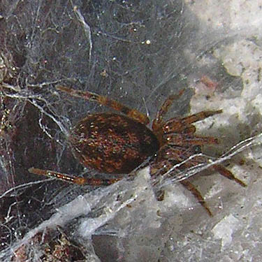 agelenid spider Cryphoeca exlineae under rock, bank of Nooksack River at Hwy. 542, Whatcom County, Washington