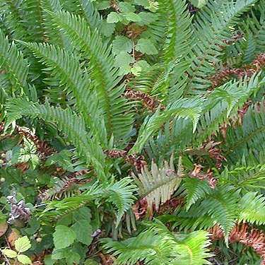 forest fern understory near Mud Lake, Whatcom County, Washington
