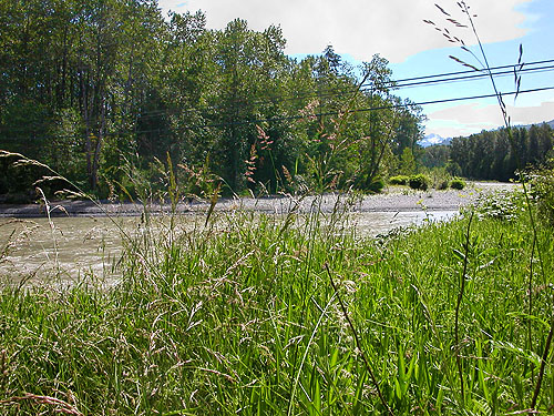 grassy river bank field, Nooksack River at Hwy. 542, Whatcom County, Washington