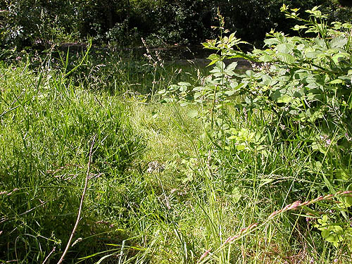 grassy riparian field, Nisqually River at Washington State Hwy. 542, Whatcom County, Washington