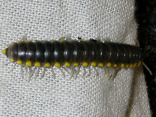 Harpaphe haydeniana, xystodesmid millipede, east bank of Nisqually River at State Hwy. 542 crossing, Whatcom County, Washington