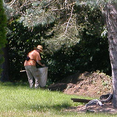 Laurel samples one pine cone, Bethany Lutheran Cemetery, Nugents Corner, Whatcom County, Washington