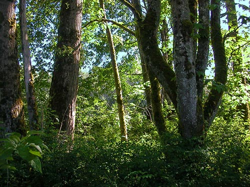 large cottonwood and maple trees on east bank, Nisqually River at Washington State Hwy. 542, Whatcom County, Washington