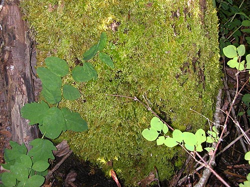 moss on maple trunk, east bank, Nisqually River at State Hwy. 542 crossing, Whatcom County, Washington