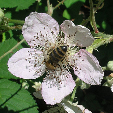 honey bee on blackberry flower, Nisqually River at Washington State Hwy. 542, Whatcom County, Washington