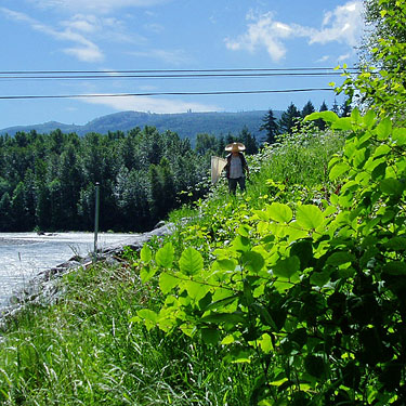 Rod Crawford sweeping riverbank field, Nooksack River at Hwy. 542, Whatcom County, Washington