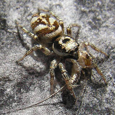 jumping spider Salticus scenicus on riverbank boulder, Nisqually River at Washington State Hwy. 542, Whatcom County, Washington