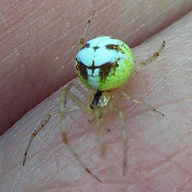 Theridion varians spider Theridiidae from east bank, Nisqually River at Washington State Hwy. 542, Whatcom County, Washington