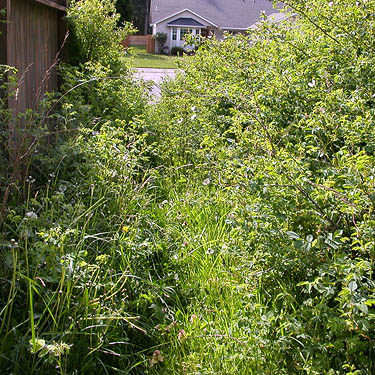 grass and shrubs along fence, edge of Ridgewood Park, Oak Harbor, Whidbey Island, Washington