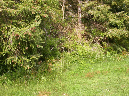 Douglas-fir foliage at edge of Ridgewood Park, Oak Harbor, Whidbey Island, Washington