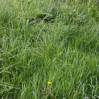 grass habitat in field behind Hal Ramaley Park, Oak Harbor, Whidbey Island, Washington 