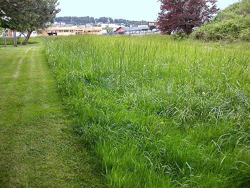 grass field behind Hal Ramaley Park, Oak Harbor, Whidbey Island, Washington