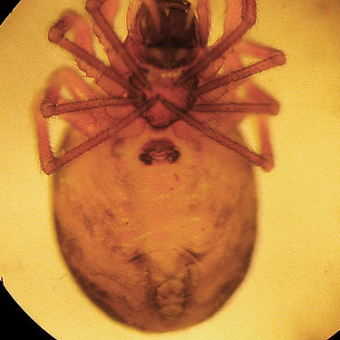 ventral view of female microspider Grammonota kincaidi from Ridgewood Park, Oak Harbor, Whidbey Island, Washington
