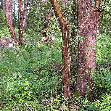 madrona trees in Ridgewood Park, Oak Harbor, Whidbey Island, Washington