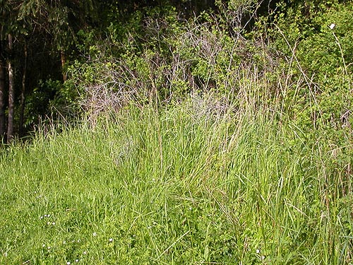 narrow grass field at entrance of Ridgewood Park, Oak Harbor, Whidbey Island, Washington