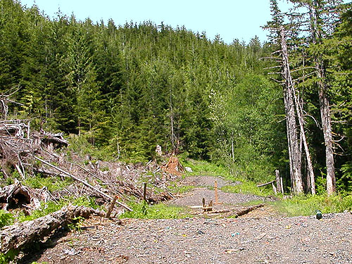 clearcut near Olney Pass, Snohomish County, Washington