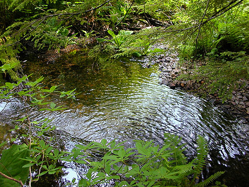 headwaters of Olney Creek or tributary, Olney Pass, Snohomish County, Washington