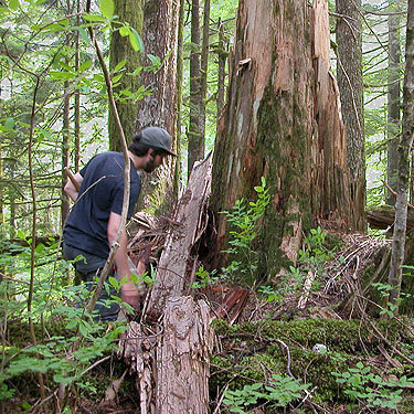 Chris Smitelli collecting from dead wood habitat, Olney Pass, Snohomish County, Washington