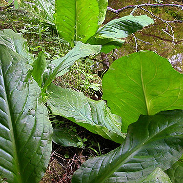 giant skunk cabbage Lysichiton americanus, Olney Pass, Snohomish County, Washington