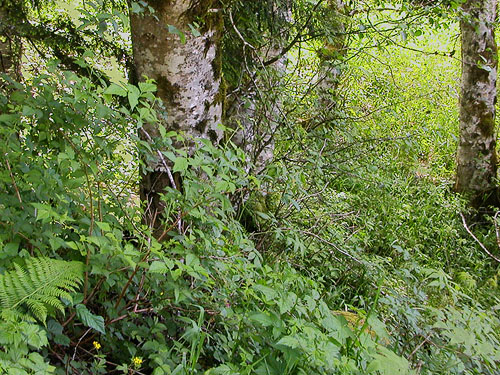 within alder grove feeding NE-flowing creek, Olney Pass, Snohomish County, Washington