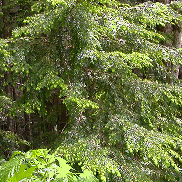 western hemlock Tsuga heterophylla foliage, Olney Pass, Snohomish County, Washington