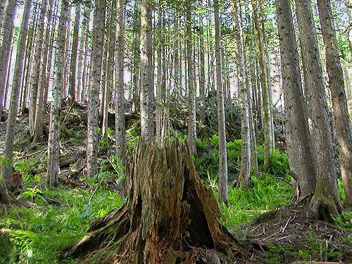 old stump in young hemlock stand, Olney Pass, Snohomish County, Washington